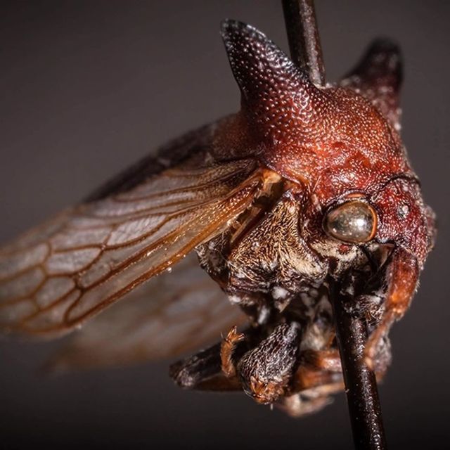 На честь Леді Гаги назвали комаху: вони дійсно схожі - фото 391730