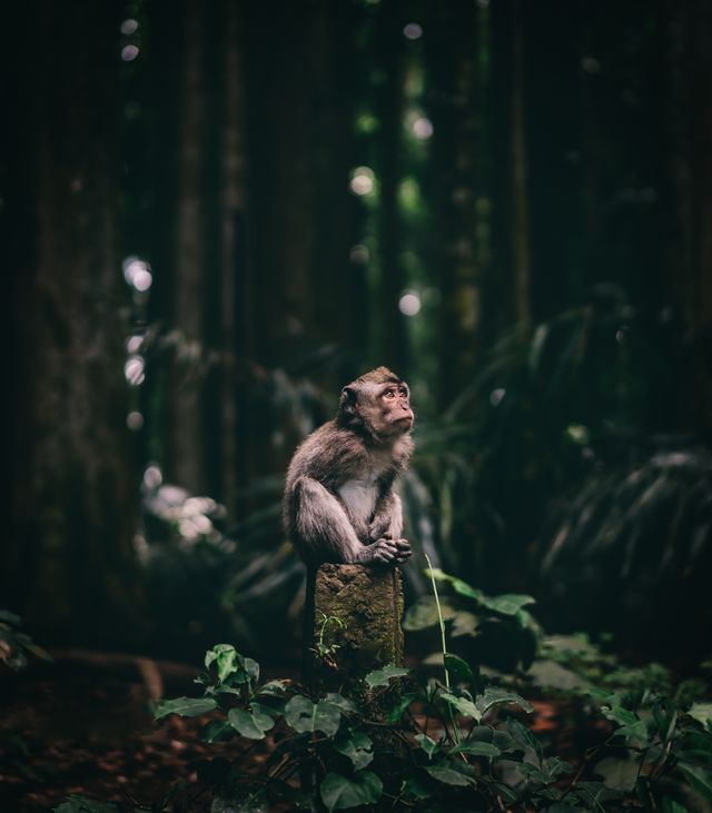 Фотопремія Sony визначила найкращі фото з різних кутків світу: кадри заворожують - фото 391884