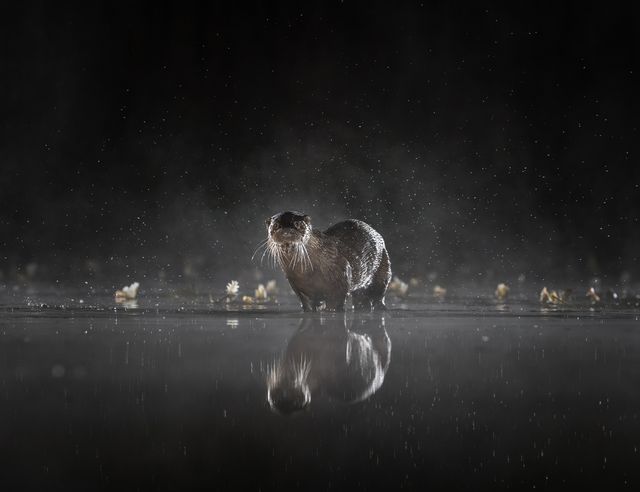 Фотопремія Sony визначила найкращі фото з різних кутків світу: кадри заворожують - фото 391887