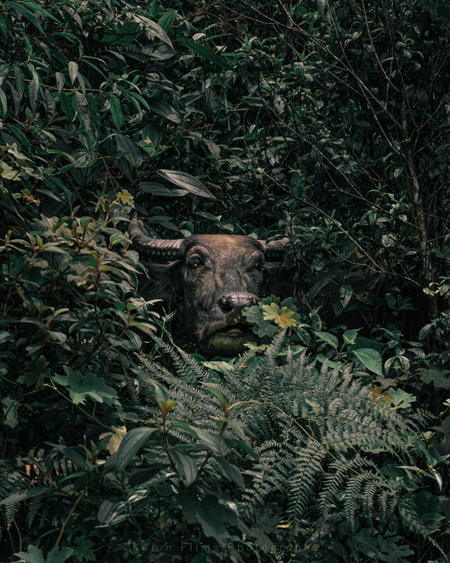 Фотопремія Sony визначила найкращі фото з різних кутків світу: кадри заворожують - фото 391890