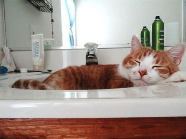 Коли дуже втомився: фото котів, які заснули у дивних позах - фото 392342