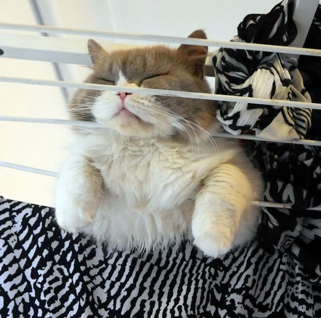 Коли дуже втомився: фото котів, які заснули у дивних позах - фото 392346