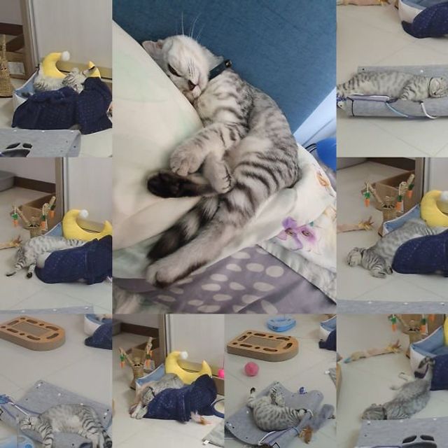 Коли дуже втомився: фото котів, які заснули у дивних позах - фото 392357