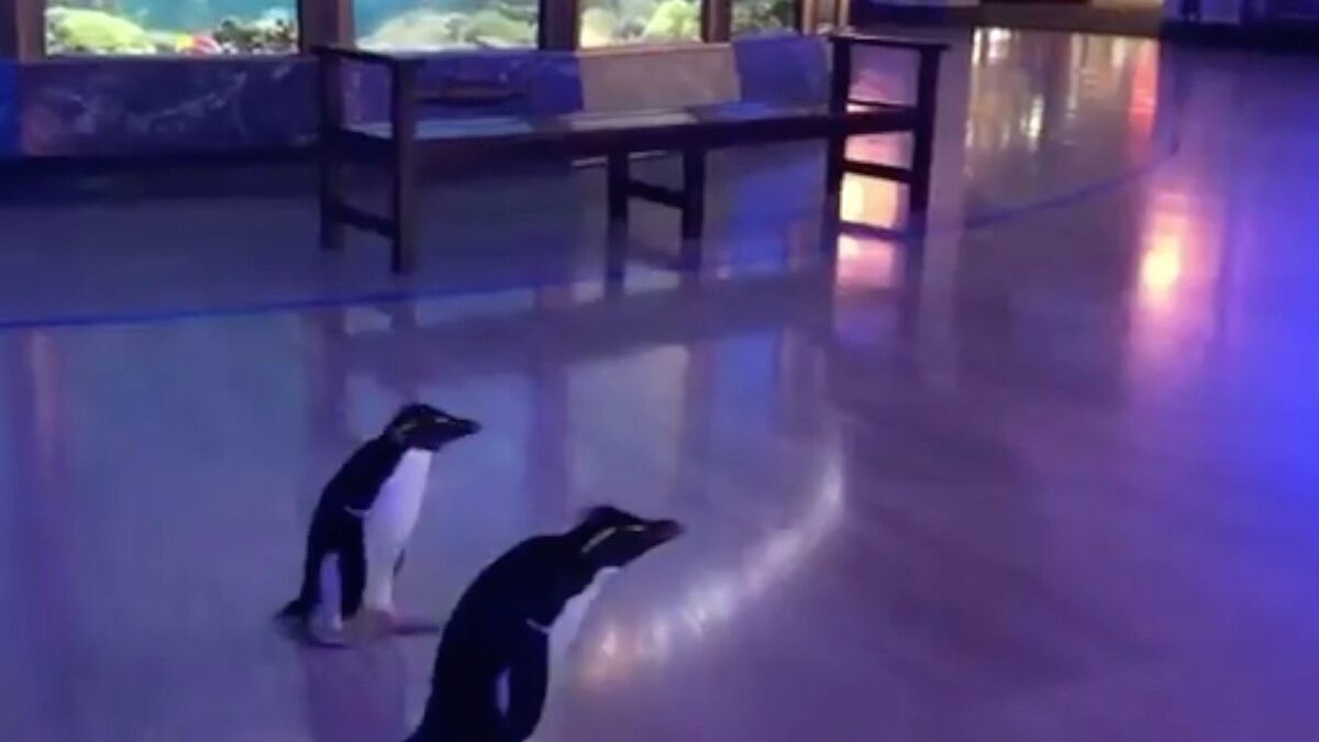 Хвилинка антистресу: дивіться, як допитливі пінгвіни гуляють по закритому океанаріуму