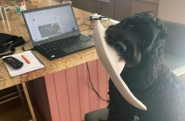 Як виглядає робота вдома, коли є домашні улюбленці: веселі фото - фото 392952