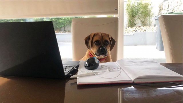 Як виглядає робота вдома, коли є домашні улюбленці: веселі фото - фото 392953