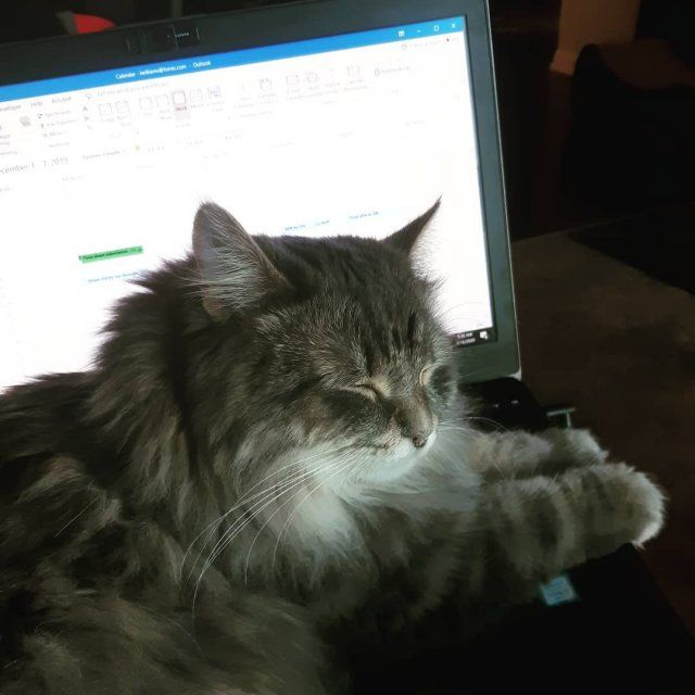 Як виглядає робота вдома, коли є домашні улюбленці: веселі фото - фото 392954