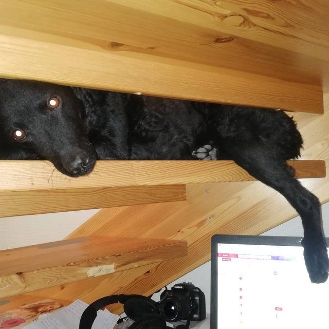 Як виглядає робота вдома, коли є домашні улюбленці: веселі фото - фото 392955