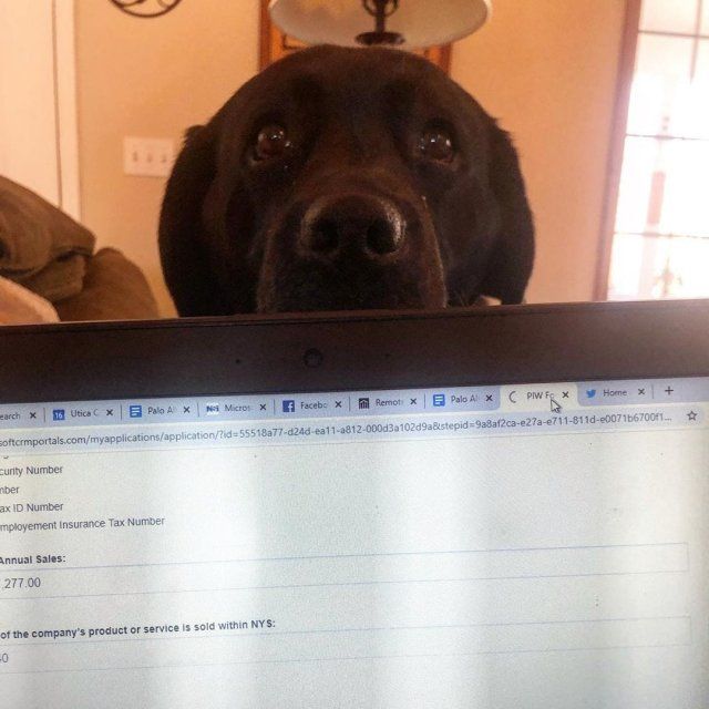 Як виглядає робота вдома, коли є домашні улюбленці: веселі фото - фото 392957