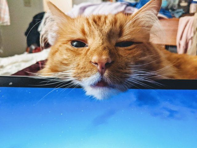 Як виглядає робота вдома, коли є домашні улюбленці: веселі фото - фото 392958