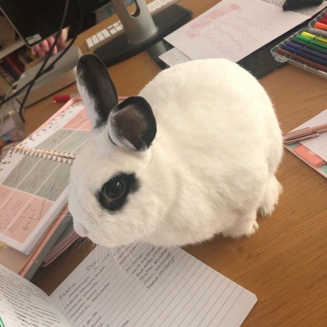 Як виглядає робота вдома, коли є домашні улюбленці: веселі фото - фото 392959