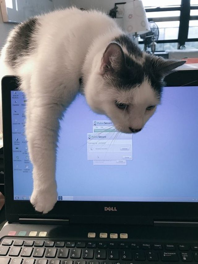 Як виглядає робота вдома, коли є домашні улюбленці: веселі фото - фото 392960