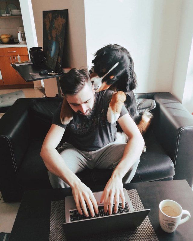 Як виглядає робота вдома, коли є домашні улюбленці: веселі фото - фото 392961