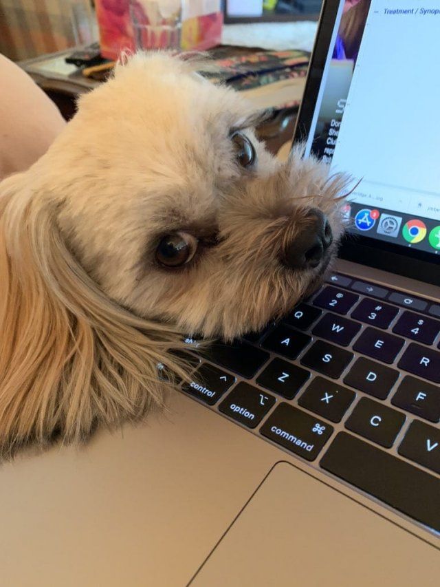 Як виглядає робота вдома, коли є домашні улюбленці: веселі фото - фото 392962