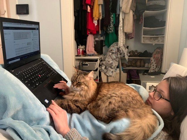 Як виглядає робота вдома, коли є домашні улюбленці: веселі фото - фото 392963