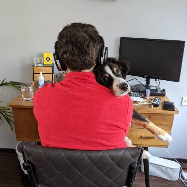 Як виглядає робота вдома, коли є домашні улюбленці: веселі фото - фото 392964