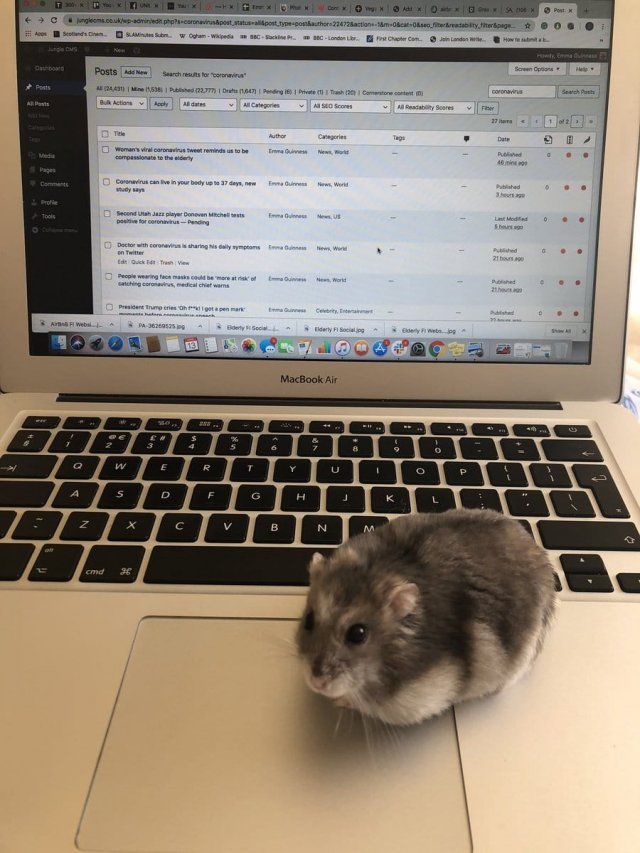 Як виглядає робота вдома, коли є домашні улюбленці: веселі фото - фото 392965