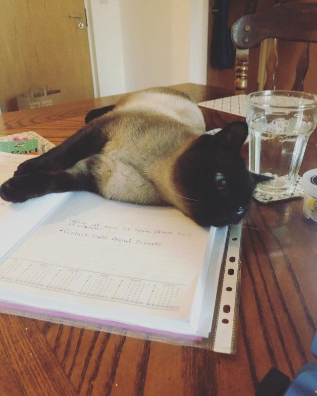 Як виглядає робота вдома, коли є домашні улюбленці: веселі фото - фото 392966