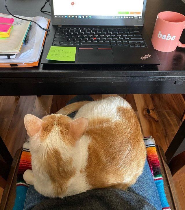 Як виглядає робота вдома, коли є домашні улюбленці: веселі фото - фото 392968