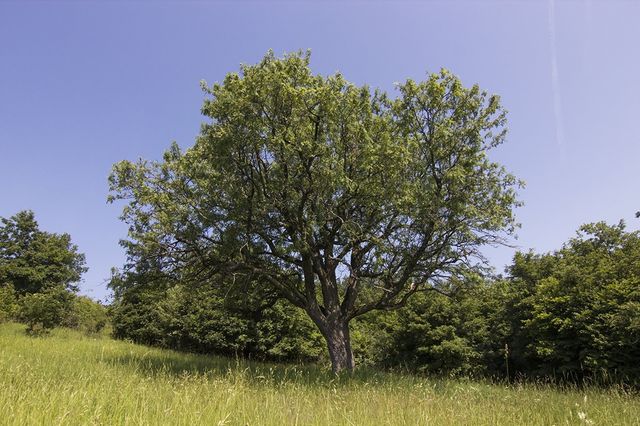 В Європі вибрали дерева року: вражаючі кадри - фото 393234
