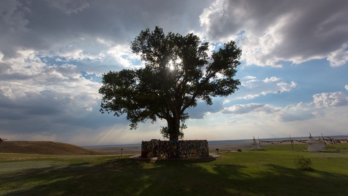В Європі вибрали дерева року: вражаючі кадри