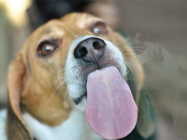 Дивне хобі: епічні фото собак, які облизують вікна - фото 393325