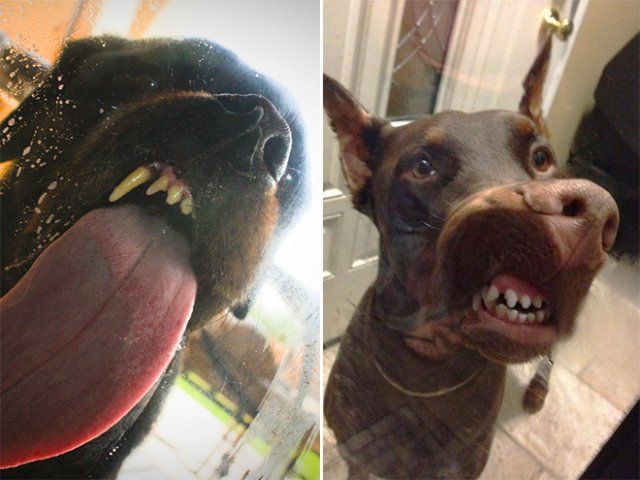 Дивне хобі: епічні фото собак, які облизують вікна - фото 393326