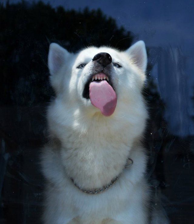 Дивне хобі: епічні фото собак, які облизують вікна - фото 393329