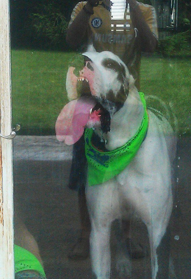 Дивне хобі: епічні фото собак, які облизують вікна - фото 393331