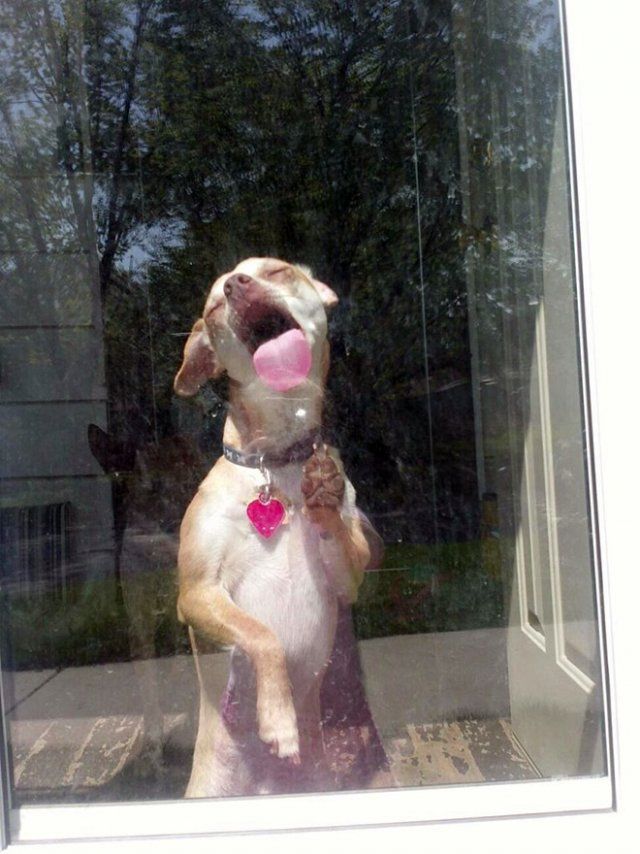 Дивне хобі: епічні фото собак, які облизують вікна - фото 393332