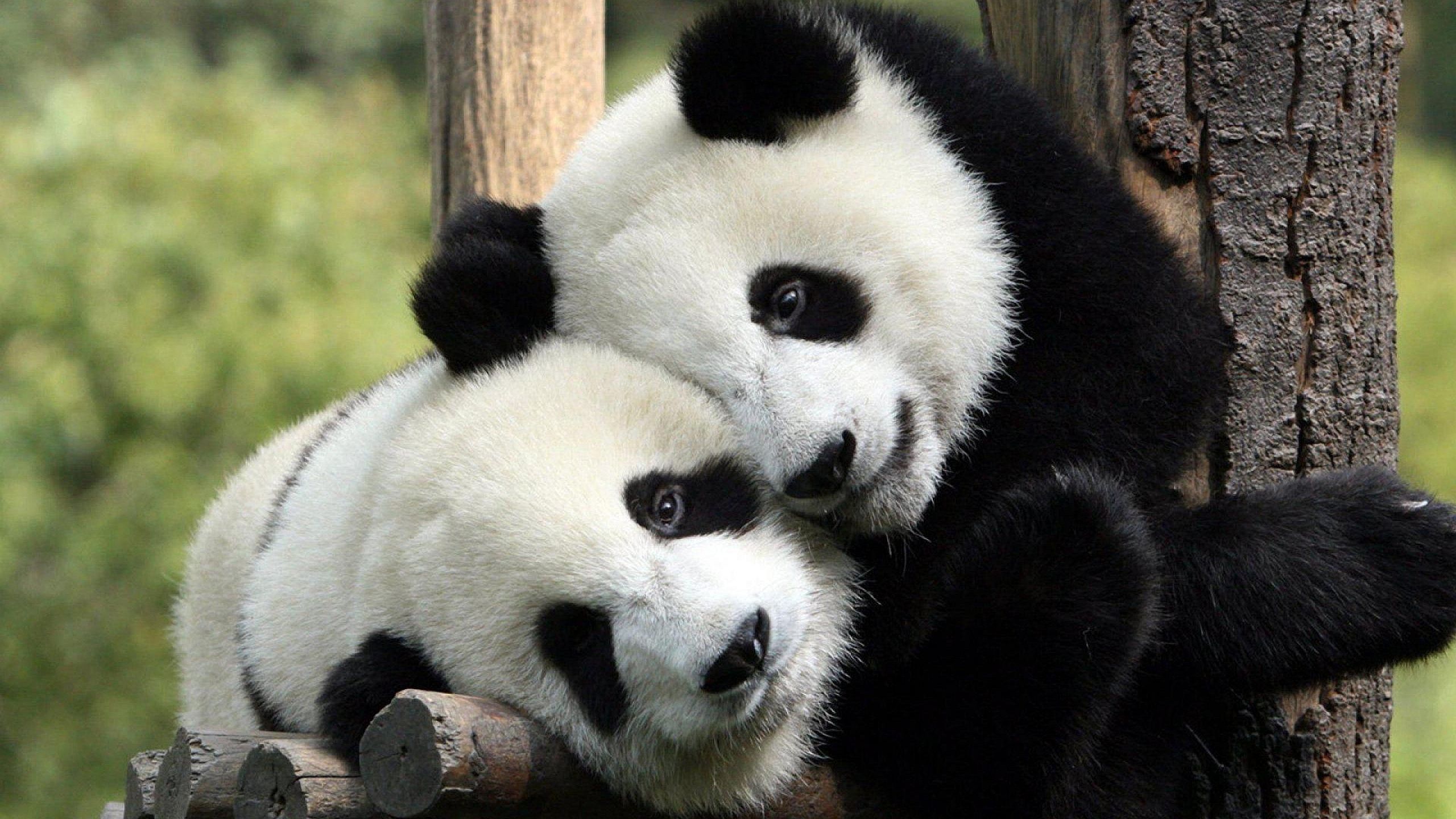 Милі панди - фото 1