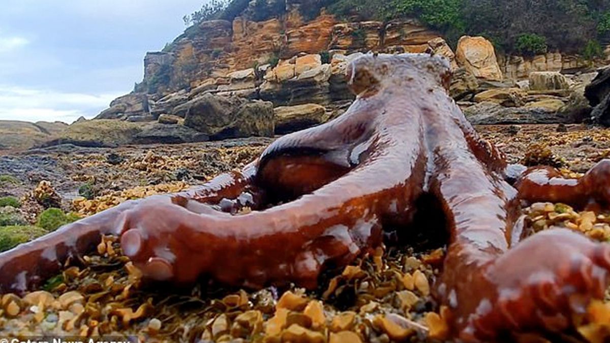 У Сіднеї величезний восьминіг прогулявся по пляжу: відеофакт