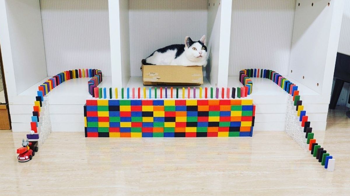 Як коти граються з доміно: курйозне відео