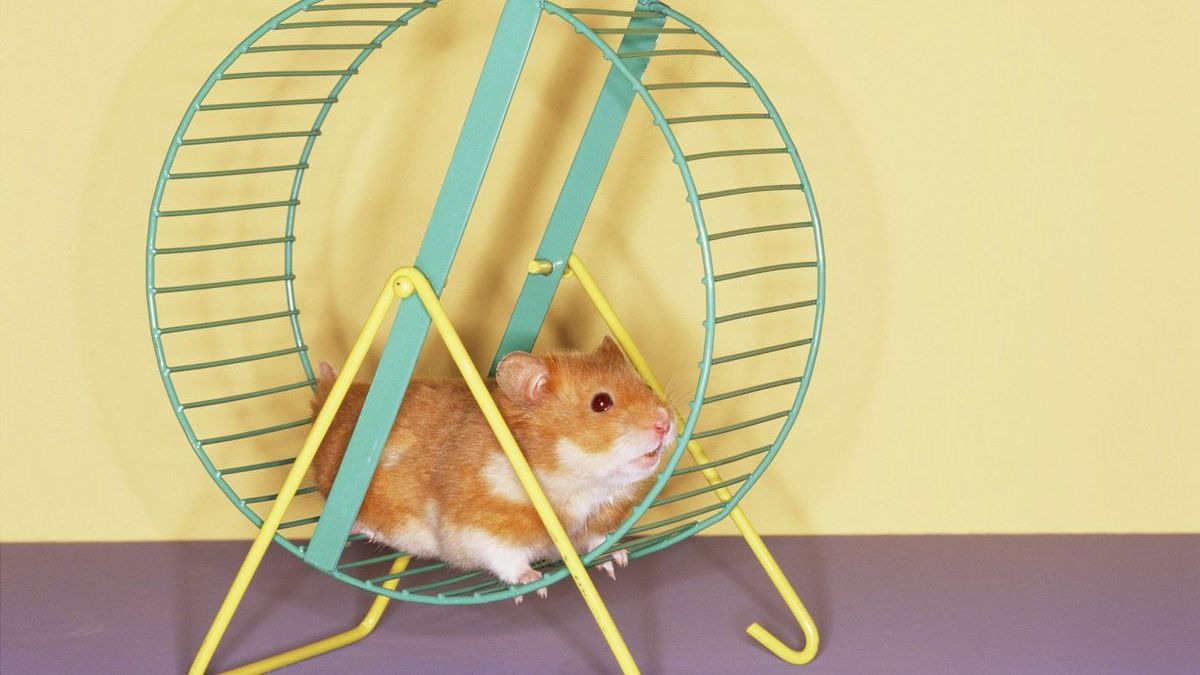 Пухнастий павербенк: спортивний хом'як зарядив смартфон