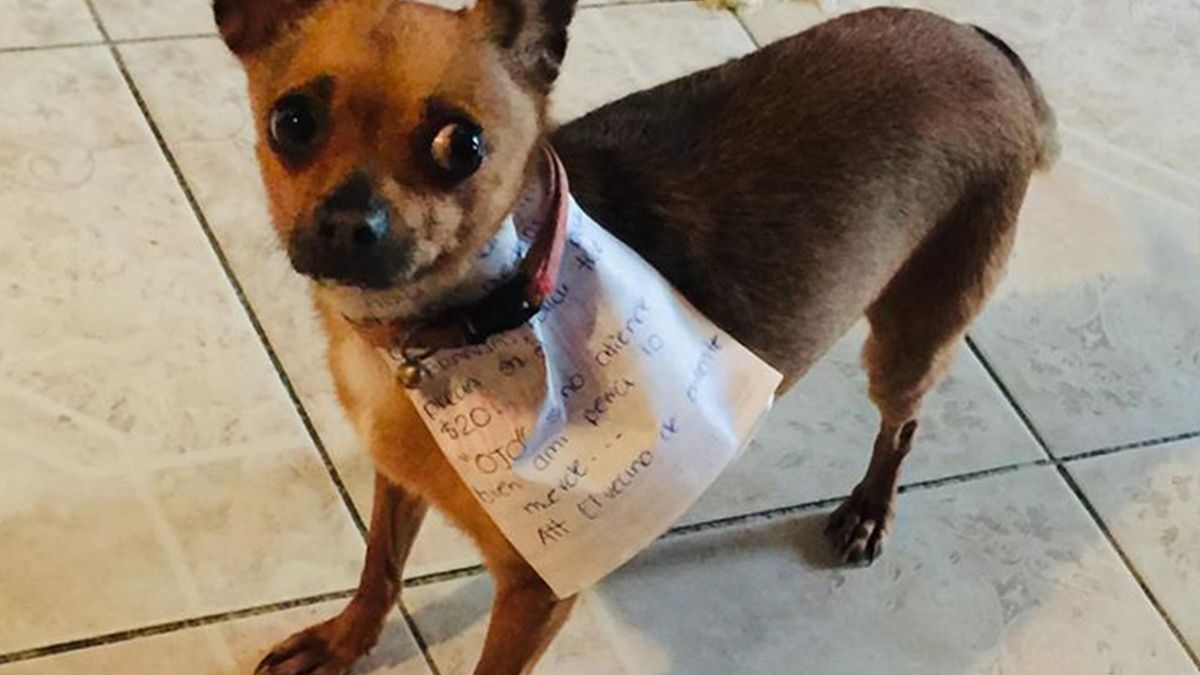 Хлопець на самоізоляції відправив пса в магазин: улюбленець впорався із завданням (фото) - фото 1