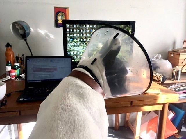 Собаки працюють вдома: ці фото надихнуть вас на дистанційну роботу - фото 394247