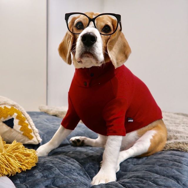 Собаки працюють вдома: ці фото надихнуть вас на дистанційну роботу - фото 394249