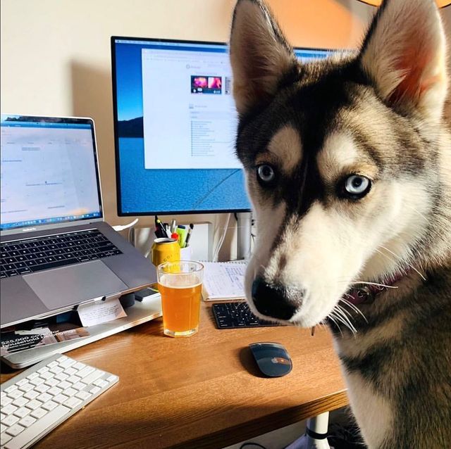 Собаки працюють вдома: ці фото надихнуть вас на дистанційну роботу - фото 394250