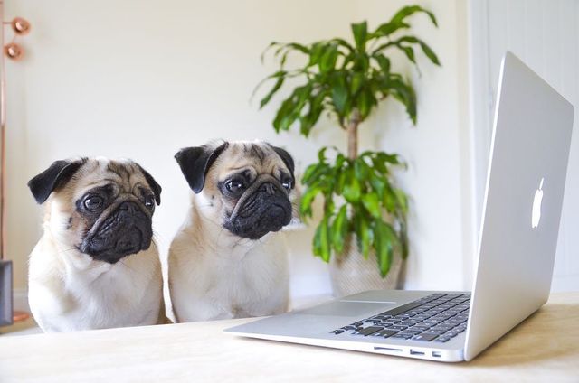 Собаки працюють вдома: ці фото надихнуть вас на дистанційну роботу - фото 394251