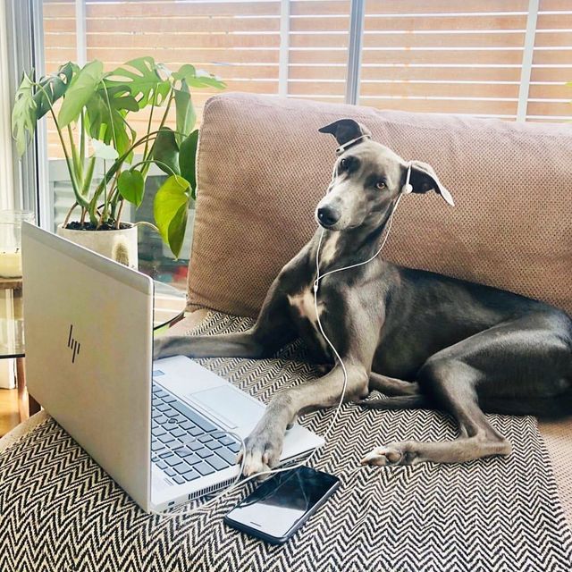 Собаки працюють вдома: ці фото надихнуть вас на дистанційну роботу - фото 394252