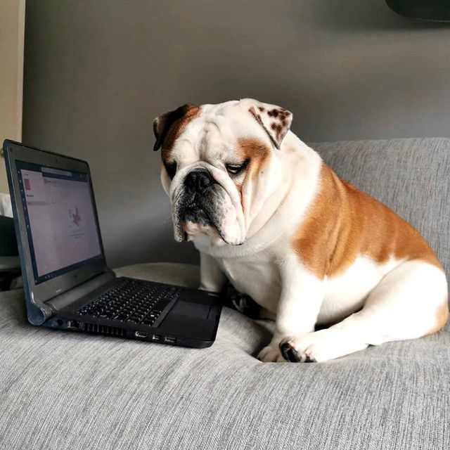 Собаки працюють вдома: ці фото надихнуть вас на дистанційну роботу - фото 394253