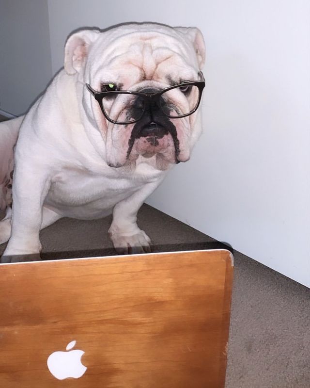 Собаки працюють вдома: ці фото надихнуть вас на дистанційну роботу - фото 394254