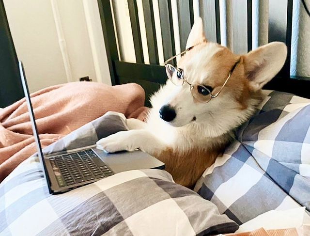 Собаки працюють вдома: ці фото надихнуть вас на дистанційну роботу - фото 394255