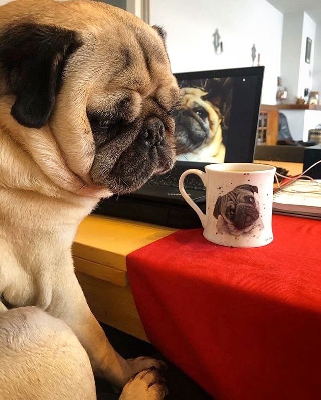 Собаки працюють вдома: ці фото надихнуть вас на дистанційну роботу - фото 394257