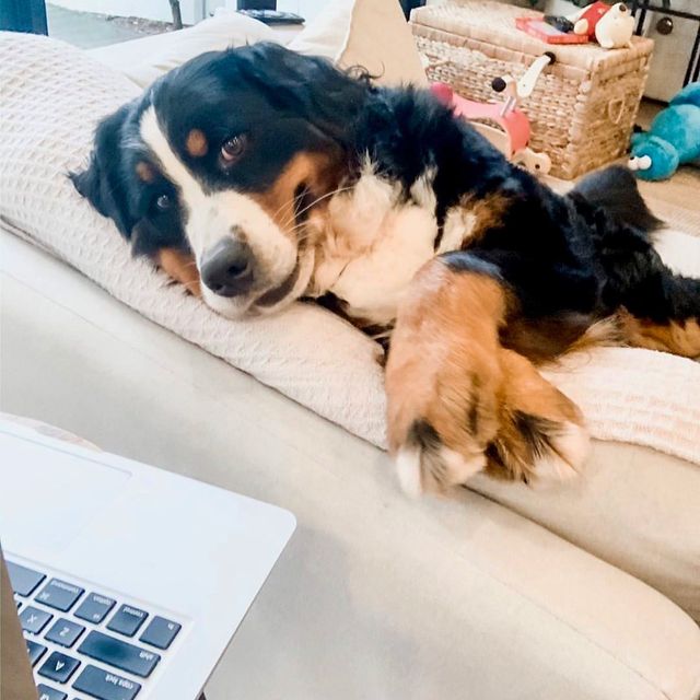 Собаки працюють вдома: ці фото надихнуть вас на дистанційну роботу - фото 394260