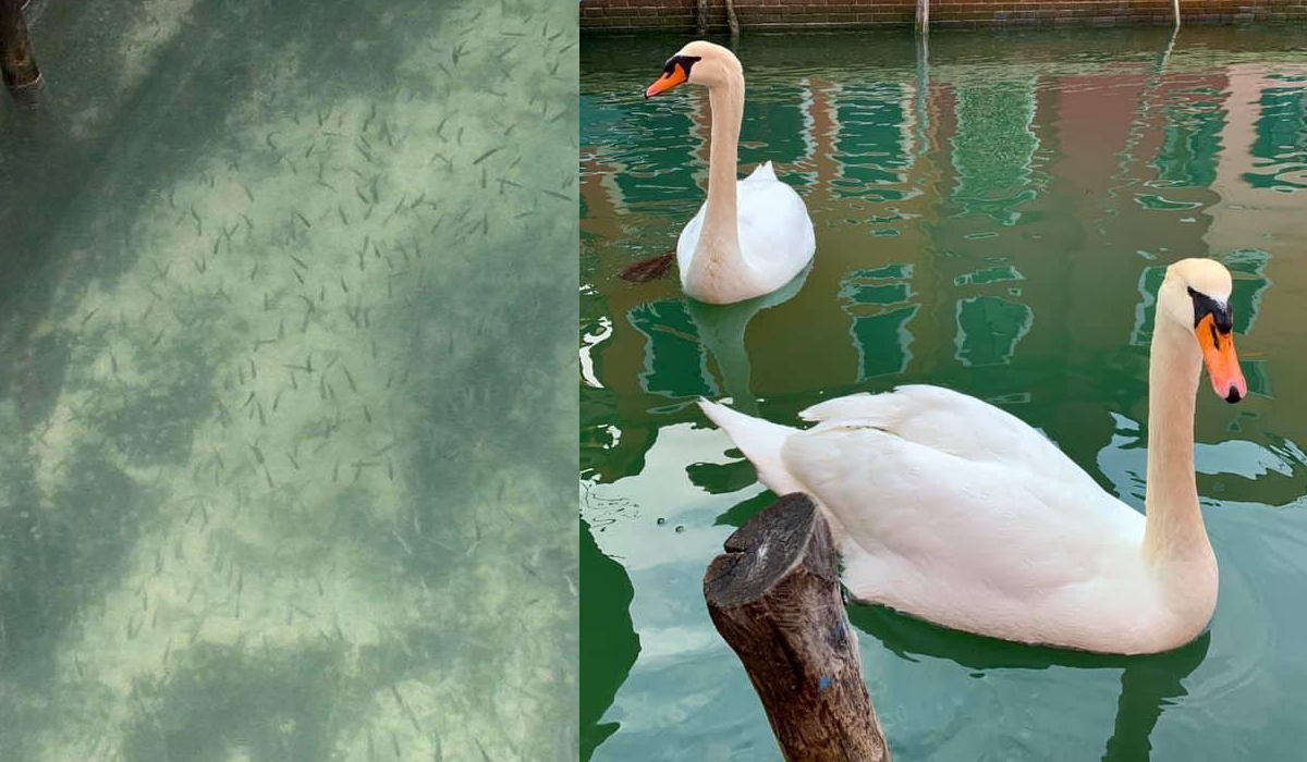 Природа очищується? Що не так з хорошими новинами про екологію під час пандемії