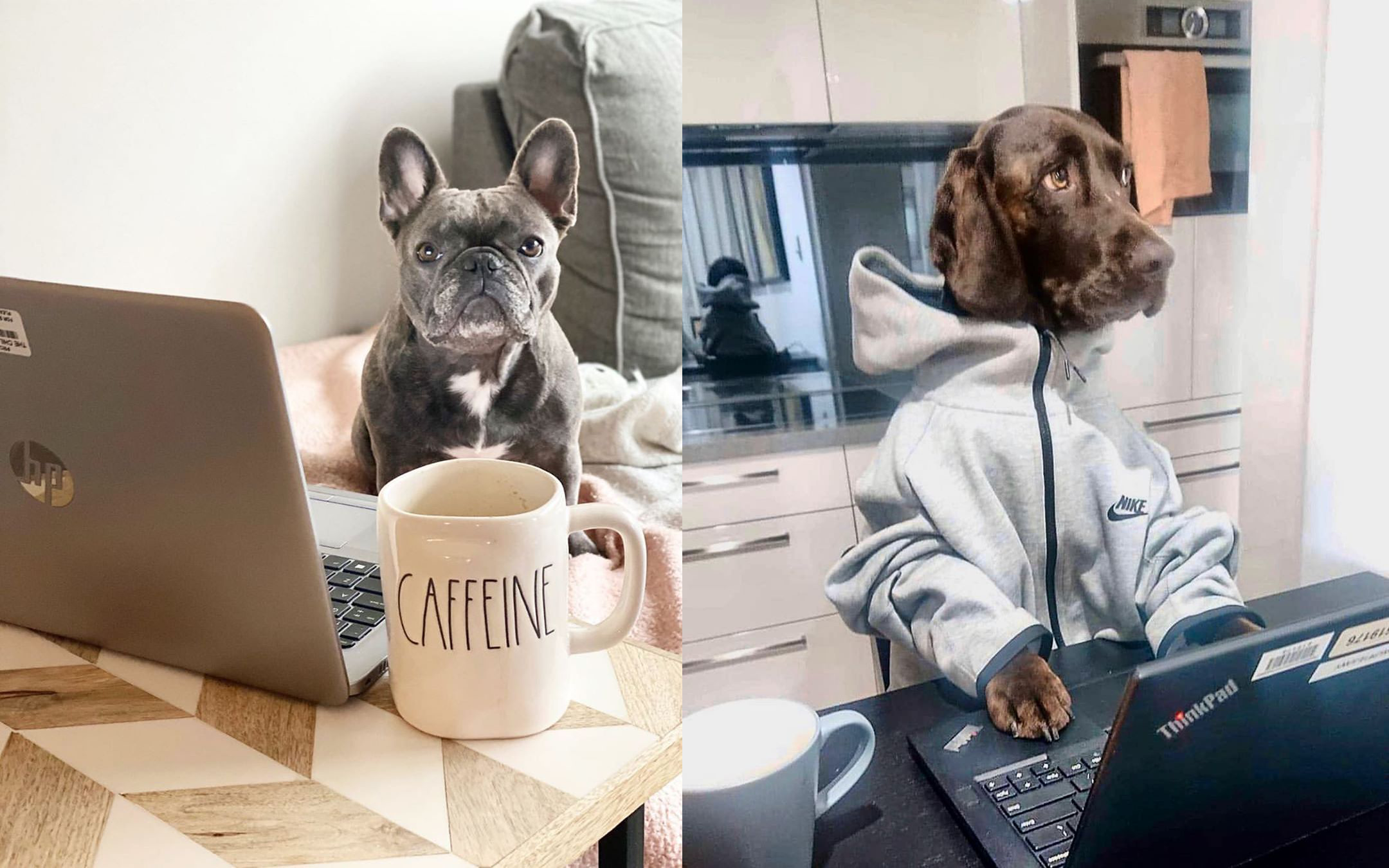 Ці собаки надихають залишатися вдома - фото 1