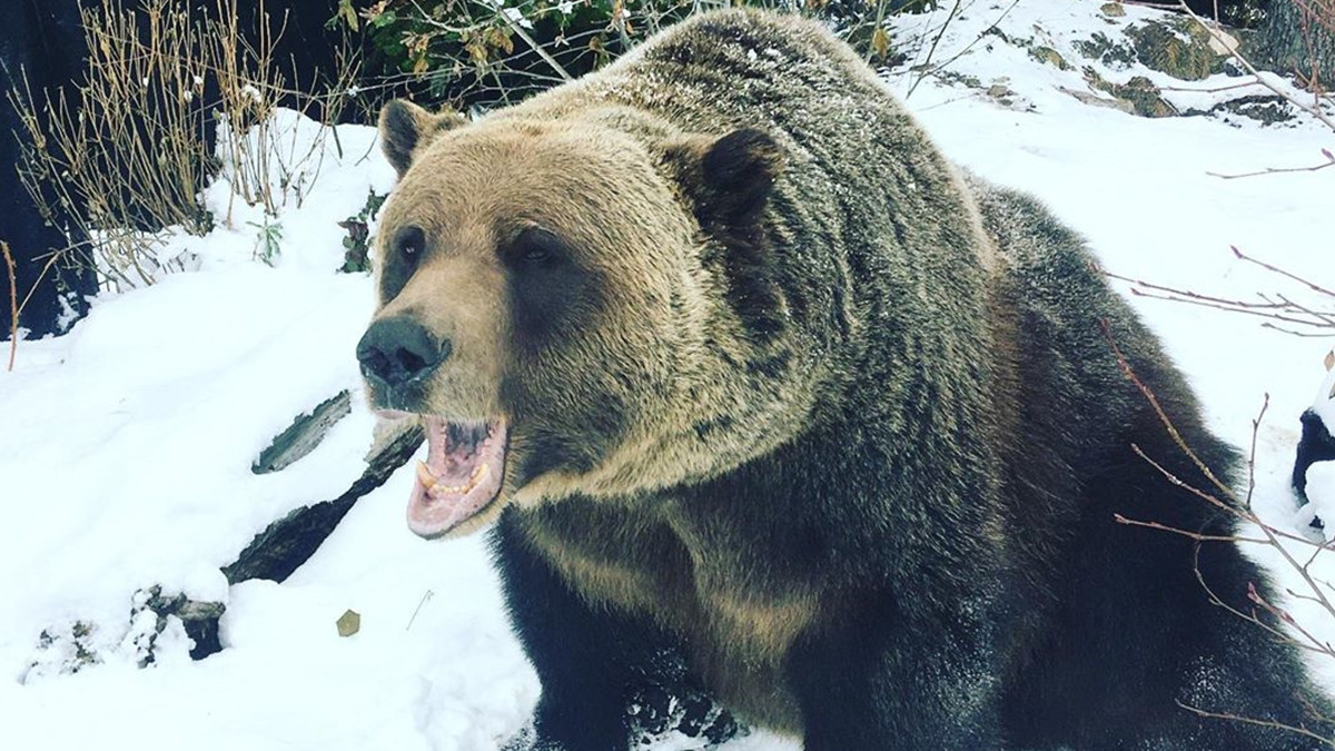 Рейнджер зняла на відео, як ведмідь грізлі Бу виходить зі сплячки: вражаючі кадри - фото 1