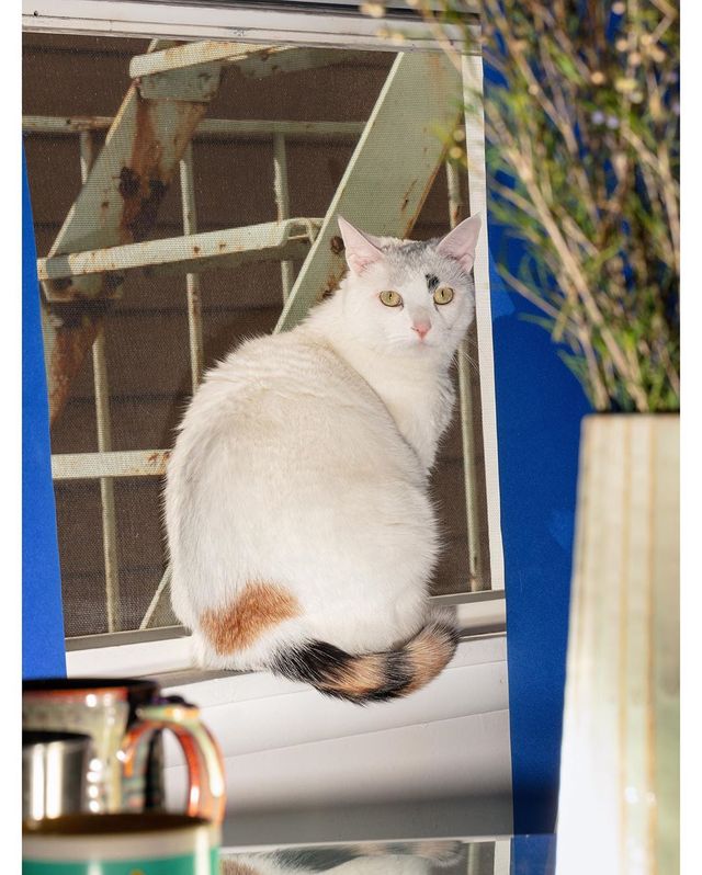 Фешн-фотограф показує, як потрібно проводити час на карантині: ефектні фото - фото 394513