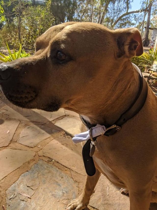 В Австралії собака став поштарем для дітей, які сидять вдома на карантині - фото 394693